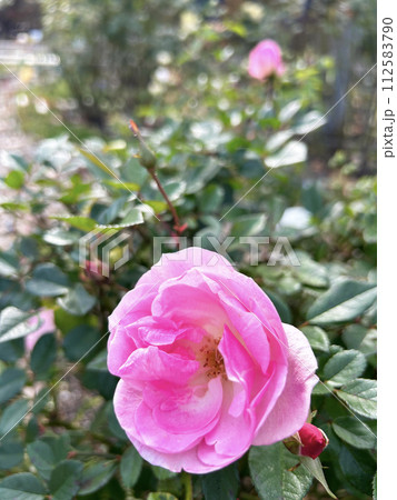 ピンク色のバラのクローズアップ 112583790