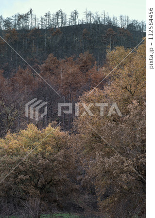 Deciduous tree leaves in autumn. 112584456