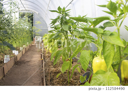 Big glasshouse with yellow ripe bell pepper fruits hanging on plants Big glasshouse with yellow ripe bell pepper fruits hanging on plants 112584490