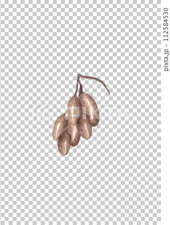 Lady finger grapes. Bunch of berries. Isolated watercolor illustration Lady finger grapes. Bunch of berries. Isolated watercolor illustration 112584530