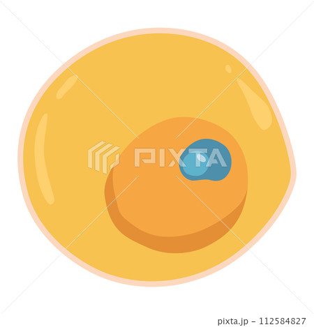 Human cell type icon. Medicine and biology illustrative symbol. Health, anatomy and science. Biology vector isolated on white background 112584827