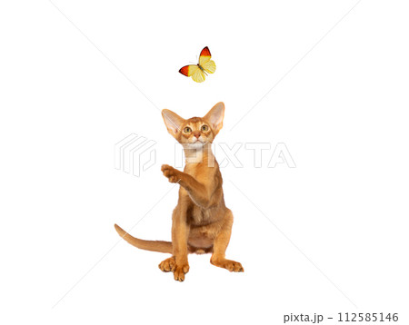 flying butterfly and cat on isolated on white background flying butterfly and cat on isolated on white background 112585146