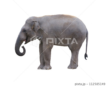 asian elephant isolated on white background asian elephant isolated on white background 112585149