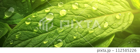 Background of green mint leaves, texture of aromatic healthy mint plants, banner 112585226