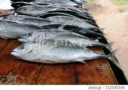 Large tuna at the street fish market. Sri Lanka. 112585390