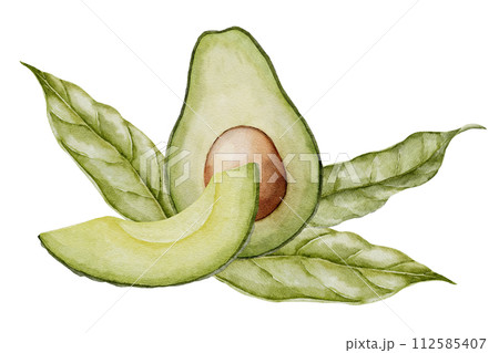 Avocado with flower Watercolor illustration. Botanical drawing of Fruit. Vegetable sketch painting. Vegan organic ecological Food. Hand drawn clipart on isolated background. For print and logo design. 112585407