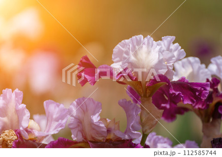 Purple with yellow bearded iris flower close up 112585744