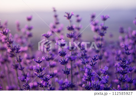 Lavender flower background. Violet lavender field sanset close up. Lavender flowers in pastel colors at blur background. Nature background with lavender in the field. 112585927