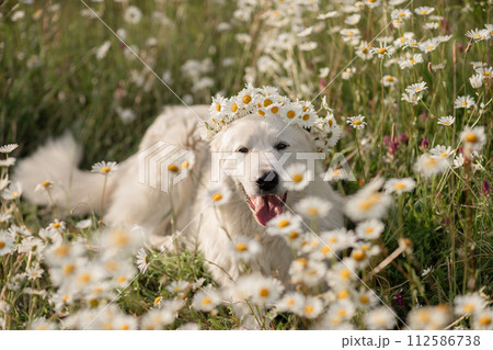 Daisies white dog Maremma Sheepdog in a wreath of daisies sits on a green lawn with wild flowers daisies, walks a pet. Cute photo with a dog in a wreath of daisies. 112586738