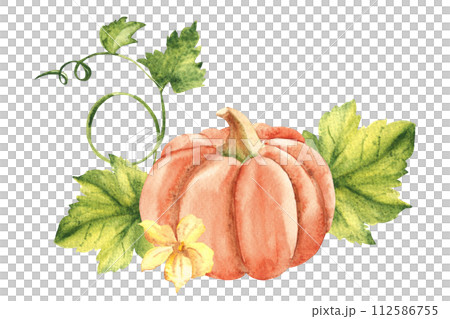 Cucumbers plant with leaves and flowers. Vegetable composition. Hand drawn botanical watercolor illustration on white background. 112586755