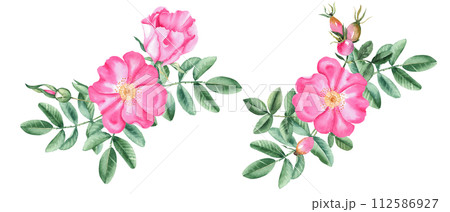 Watercolor dog rose bouquets set, composition from flowers, leaves and berries isolated on white background. Botanical hand drawn illustration. Watercolor dog rose bouquets set, composition from flowers, leaves and berries isolated on white background. Botanical hand drawn illustration. 112586927