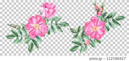 Watercolor dog rose bouquets set, composition from flowers, leaves and berries isolated on white background. Botanical hand drawn illustration. Watercolor dog rose bouquets set, composition from flowers, leaves and berries isolated on white background. Botanical hand drawn illustration. 112586927