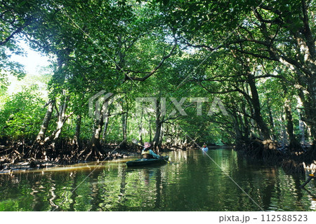 沖縄県西表島　マングローブの森の中を進むカヤック 112588523