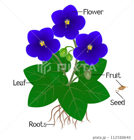 Parts of saintpaulia violets plant on a white background. 112588640
