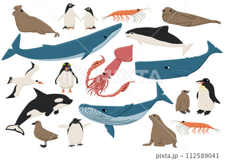 Set of colorful flat animals in Antarctica. Vector Hand drawn collection of whales, penguins, skua, krill, seals, porpoise. Set of colorful flat animals in Antarctica. Vector Hand drawn collection of whales, penguins, skua, krill, seals, porpoise. 112589041