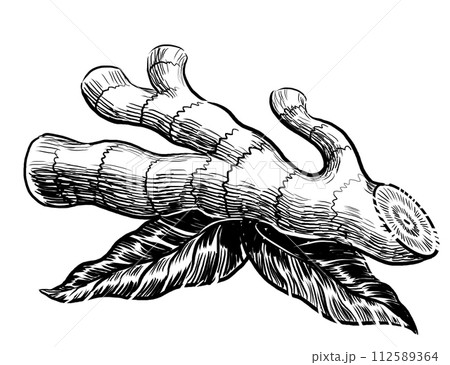 Ginger root. Hand drawn retro styled illustration 112589364