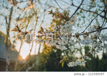 Apple Blossom in warm sunlight shallow depth of field 112589397