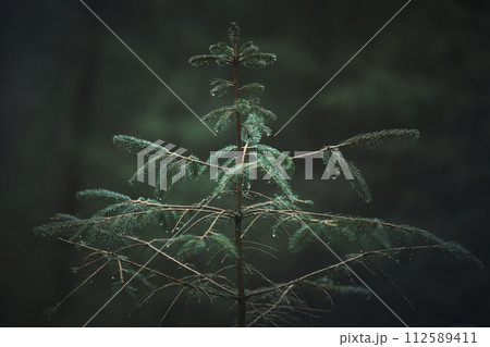 small conifer in dark green forest 112589411