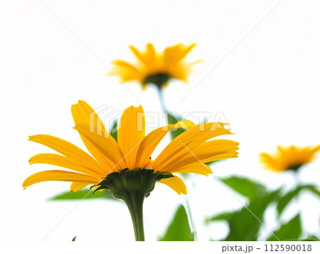 ルドベキアの花のアップ ルドベキアの花のアップ 112590018