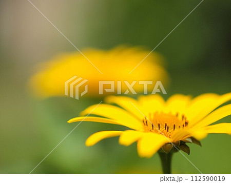 ルドベキアの花のアップ 112590019