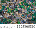 落ち葉 112590530
