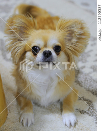 ペキチワ ペキチワ 112590587