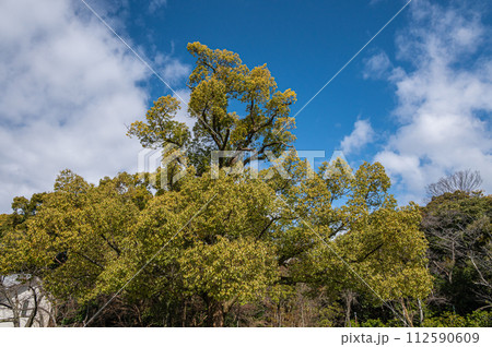 石清水八幡宮境内の樹林風景　京都府八幡市 112590609
