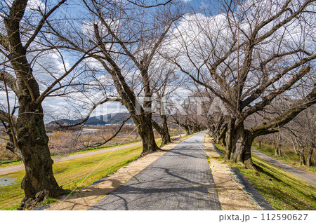 早春の背割り堤風景　京都府八幡市 112590627