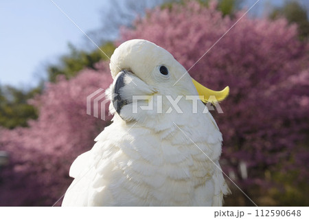 キバタン　オウム　インコ　cockatoo　白いオウム　鳥　冠羽　トサカ 112590648