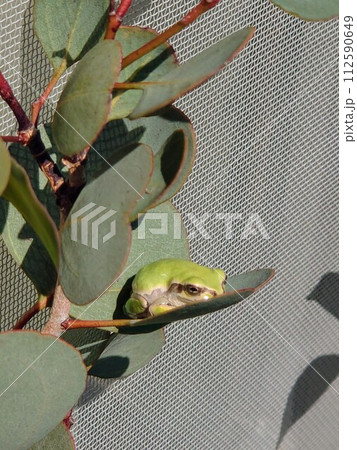 ユーカリの葉に乗ってくつろくアマガエル ユーカリの葉に乗ってくつろくアマガエル 112590649