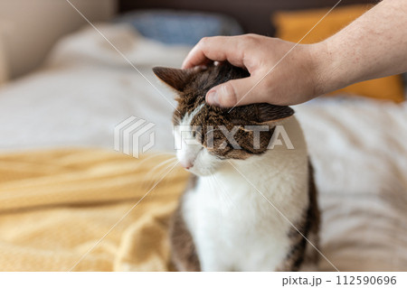 Man hand petting a cat head in the morning. White with gray pet lies in bed at home, house comfort concept, indoor. Man hand petting a cat head in the morning. White with gray pet lies in bed at home, house comfort concept, indoor. 112590696