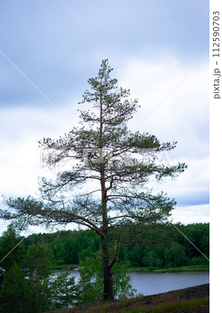 Lonely pine in the mountains. Pine tree with lake view. 112590703