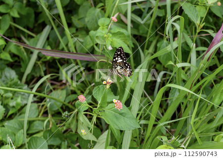 Butterfly on Lantana flower in garden 112590743
