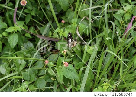 Butterfly on Lantana flower in garden 112590744