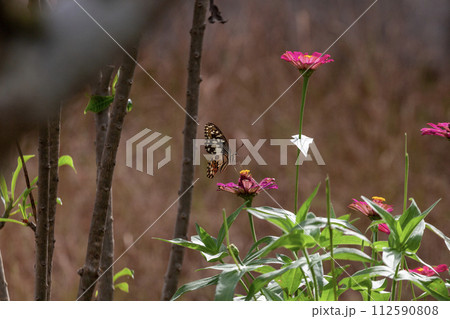 Butterfly on Lantana flower in garden Butterfly on Lantana flower in garden 112590808