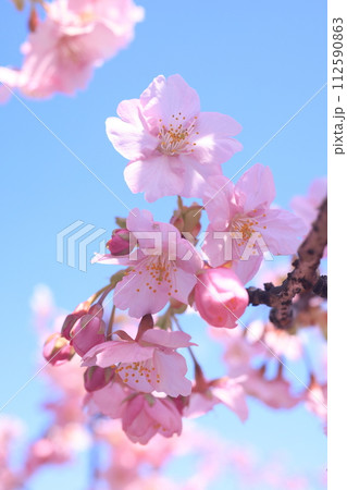 河津桜9260 河津桜9260 112590863