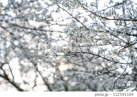 Background of blooming cherry branches in the sunlight 112591184