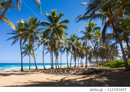 Wild tropical beach with palm trees and turquoise caribbean sea Wild tropical beach with palm trees and turquoise caribbean sea 112591847