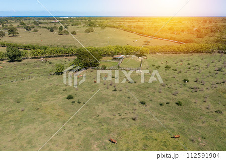 Cows are grazing on pasture at sunset time. Agriculture farming. Aerial view Cows are grazing on pasture at sunset time. Agriculture farming. Aerial view 112591904