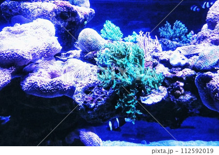 サンゴと青い海 サンゴと青い海 112592019