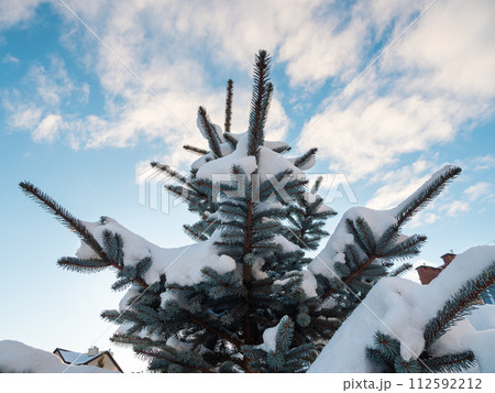 Snowy pine tree branch with snow. Winter nature Snowy pine tree branch with snow. Winter nature 112592212