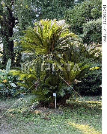 ソテツ C. revoluta Cycas Cycadaceae 112592541