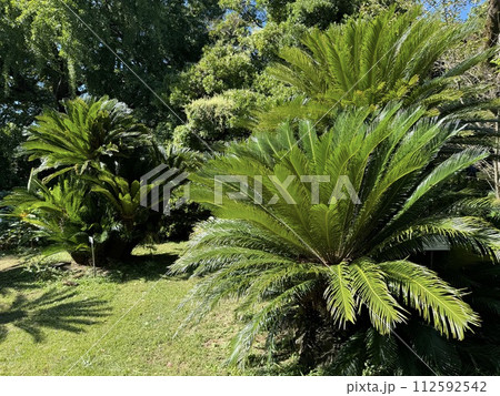 ソテツ C. revoluta Cycas Cycadaceae 112592542