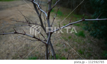 ナツメ 棘 冬 ナツメ 棘 冬 112592785