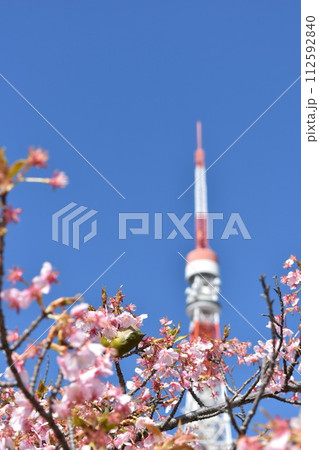 メジロと河津桜 メジロと河津桜 112592840