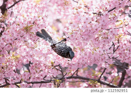 初春の陽光を受けてピンクに輝く河津桜 初春の陽光を受けてピンクに輝く河津桜 112592951