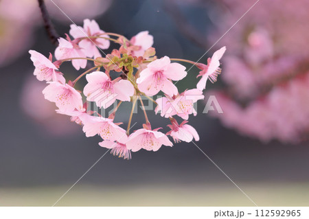 初春の陽光を受けてピンクに輝く河津桜 112592965