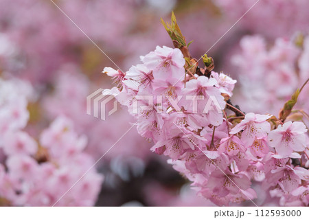 初春の陽光を受けてピンクに輝く河津桜 112593000