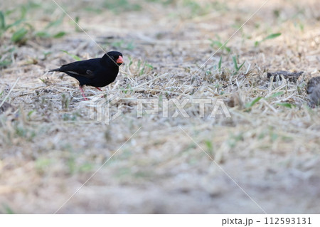 シコンチョウ シコンチョウ 112593131