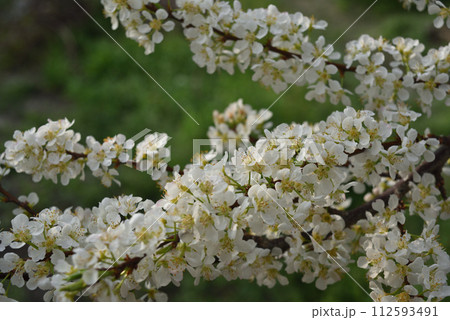 花 フラワー お花 112593491